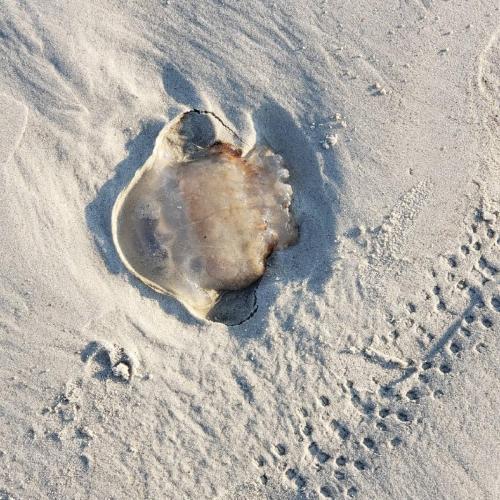 IMG_20210524_073812_735