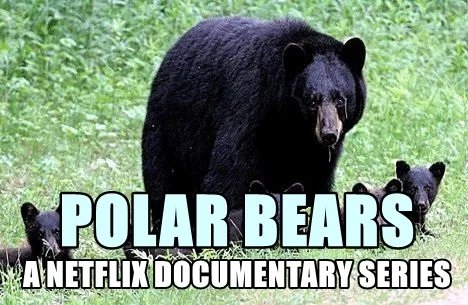 POLAR-BEARS-A-NETFLIX-DOCUMENTARY-SERIES