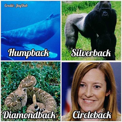 Jen Psaki Circleback