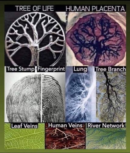 TRUMP.Q.TREEOFLIFE.