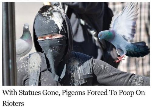 Pigeons