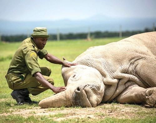 last male northern white rhino