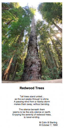 Redwood Trees Pic