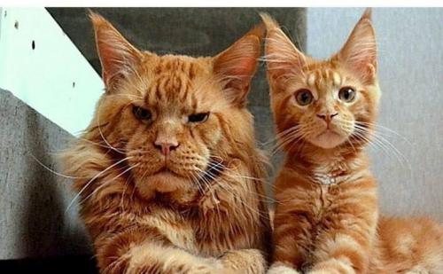 A1E2FB93-E84F-4E53-AF54-20B9B8274C6F