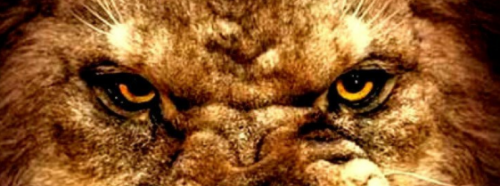 Lion2