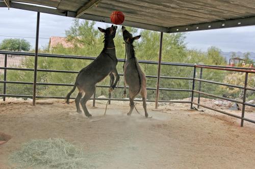 Donkey Boys