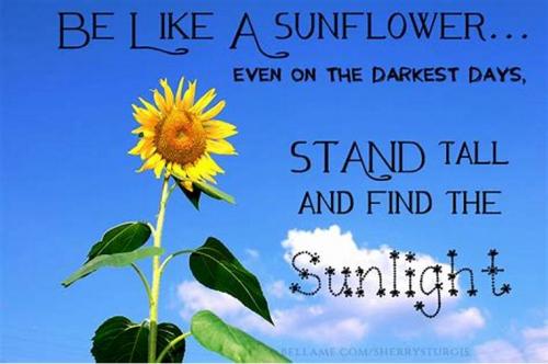 beasunflower