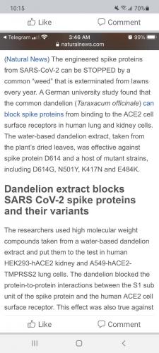 dandeolion