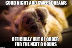 goodnightsweetdreamsdog
