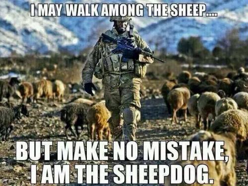sheepdog 3