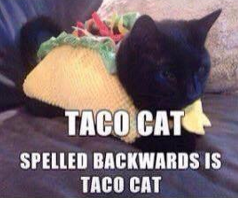 Taco Cat