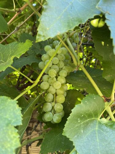 Backyard Wine Grapes 2
