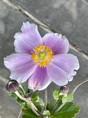 22D38A56-4DEC-4498-8C05-C33778DDA37A