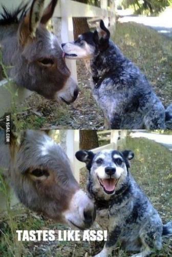 OUR ANIMALS 2