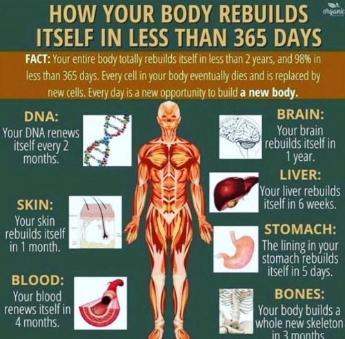 BODY REBUILDS ITSELF IN LESS THAN 365 DAYS