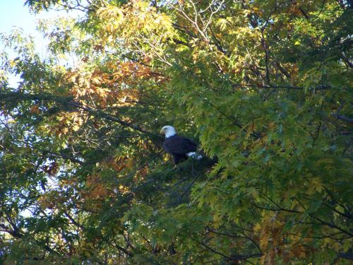 2 eagle