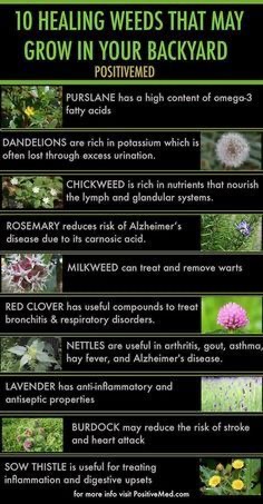 10 healing weeds that may grow in your backyard