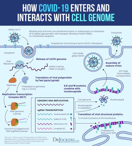 HOW COVID-19 ENTERS & INTERACTS WITH CELL GENOME