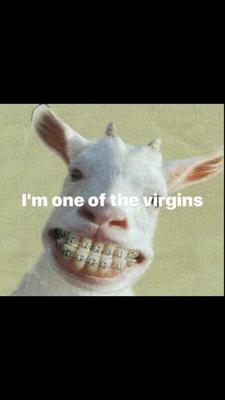Sheep.+I`m+One+Of+The+Virgins