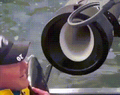 fishgun