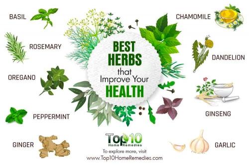 Best herbs to improve your health