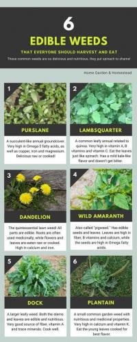 6 edible weeds