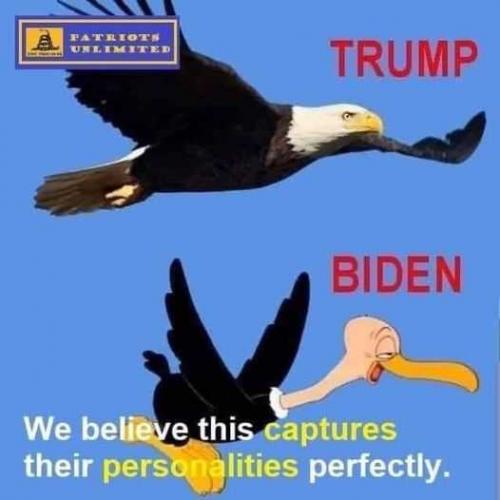 Eagle Trump Bite me doofus Maga