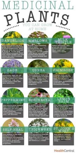 Medicinal plants to grow at home