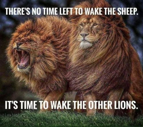 WakeTheLions1
