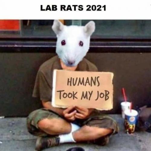 lab-ratz