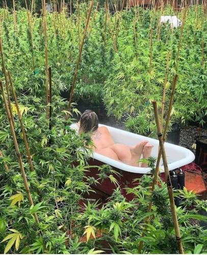 CANNABIS2