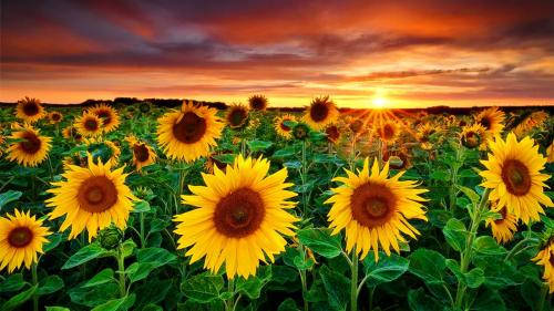 1514029-1600x900-[DesktopNexus.com]