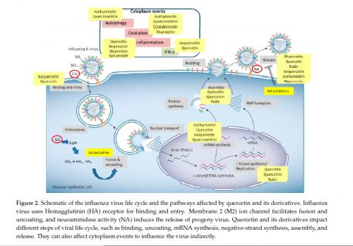 #Quercetin