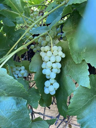 Backyard Wine Grapes 1