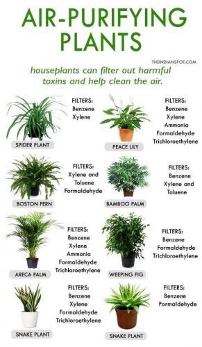 Air purifying plants ðŸŒ±