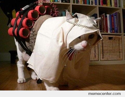 Taliban cat