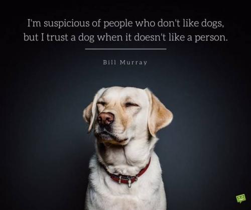 dog - bill murray quote