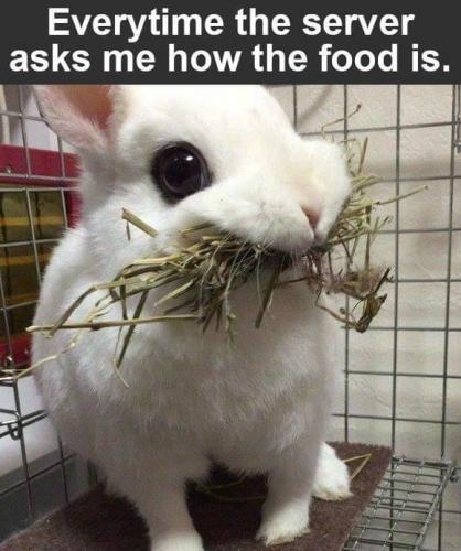 server asks how food is