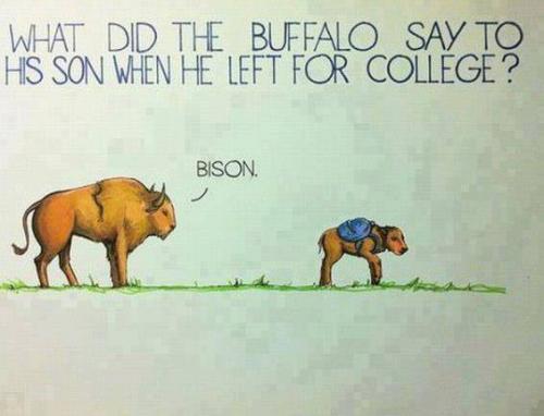 Bison