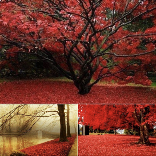 Screen Shot 2021-09-22 at 12.34.14 AM