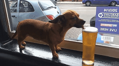 Dog drinking beer
