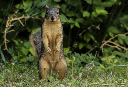 Apr 26 Squirrel Reduced