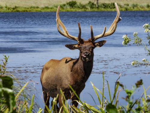 Elk Licking His Chops