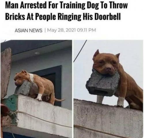 ff - 0917 - brick throwing dog (2)