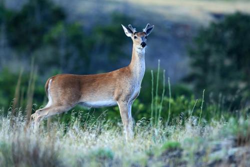 Gooten Young Buck at Lake Quannah Parker 12 X 18