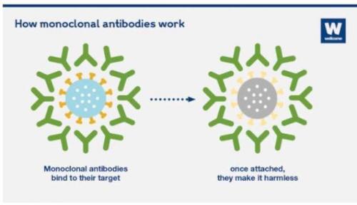 monoclonal antibodies