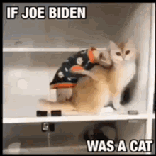 creepy joe cat