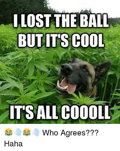 Budz McKenzie