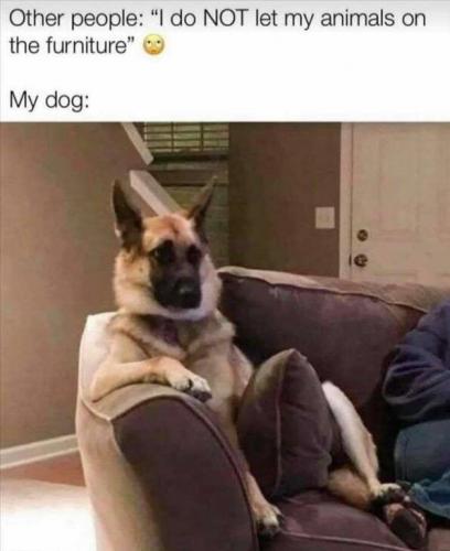 My dog