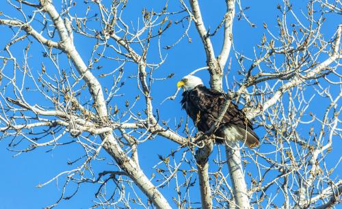 Bald Eagle-3